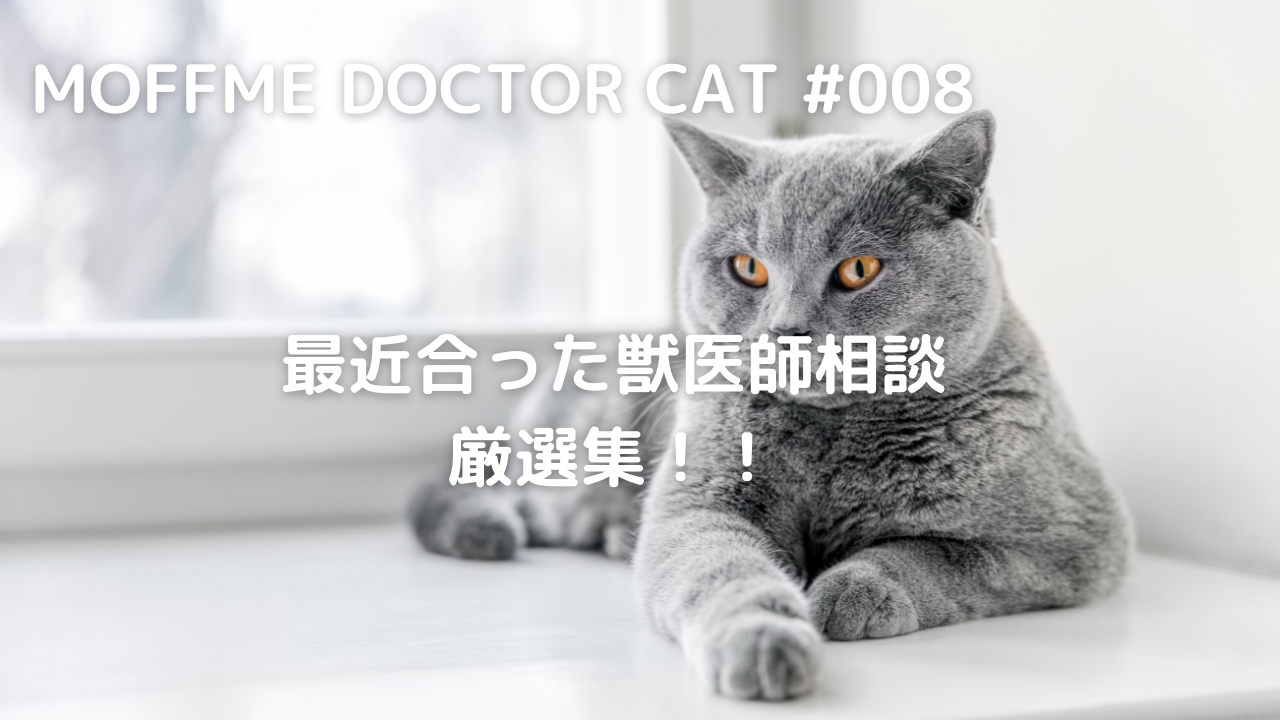 【MOFFME DOCTOR CAT】血便が出てしまった。本当に大丈夫？？のサムネイル画像